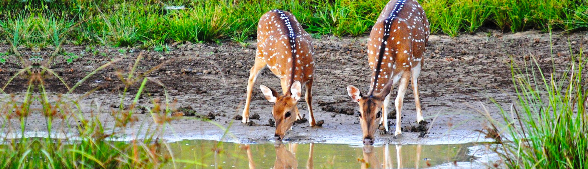 About Us Elephant Toe | elephanttoe.com 